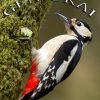 free-woodpecker-wallpaper-39725-40644-hd-wallpapers