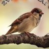 sparrow-wallpaper-5